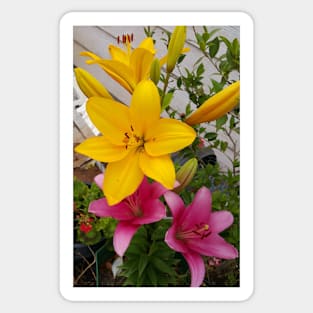 Yellow and Pink Lily Flowers Photo Sticker